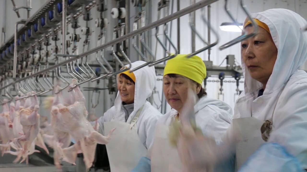 Монтаж потолочных сэндвич-панелей Макинская птицефабрика Казахстан
